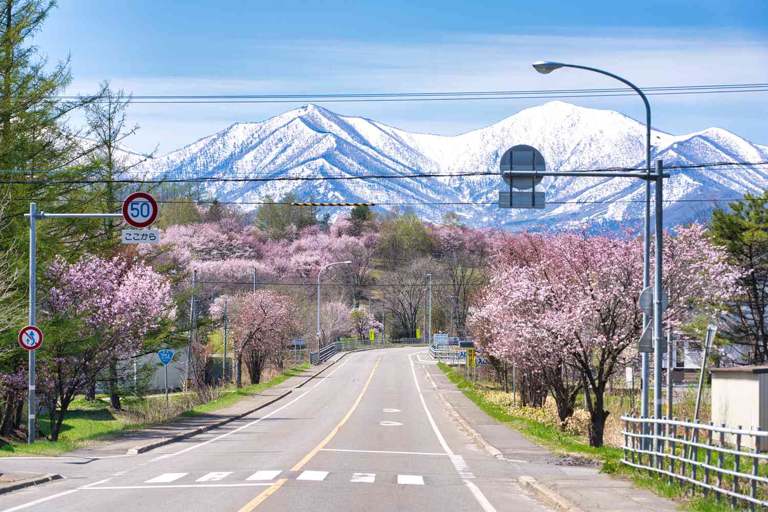 hokkaidocherryblossomsandsnow-3b22f562fa6f4589bd048e44681bb720